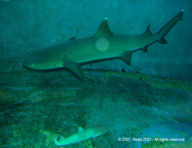 Fehérfoltú szirtcápa született! cikk kiemelő képe