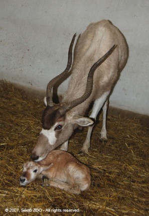 Megszületett 2008 első aprósága! cikk kiemelő képe