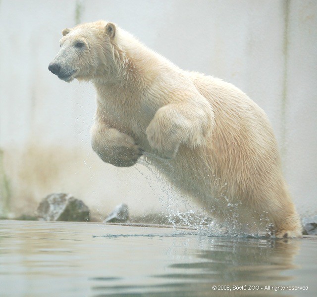 Jegesmedve bocs érkezett a Nyíregyházi Állatparkba! cikk kiemelő képe