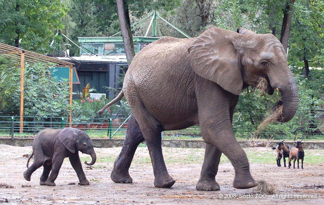 Nevet kapott a kis elefánt! cikk kiemelő képe