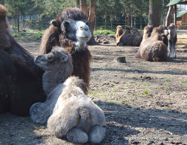 Kétpúpú tevelányok születtek! cikk kiemelő képe