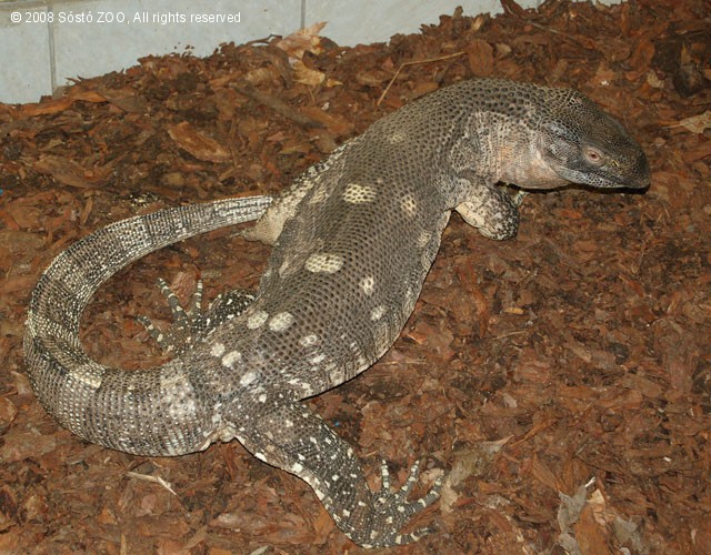 Fehértorkú varánusz (Varanus albigularis) érkezett! cikk kiemelő képe