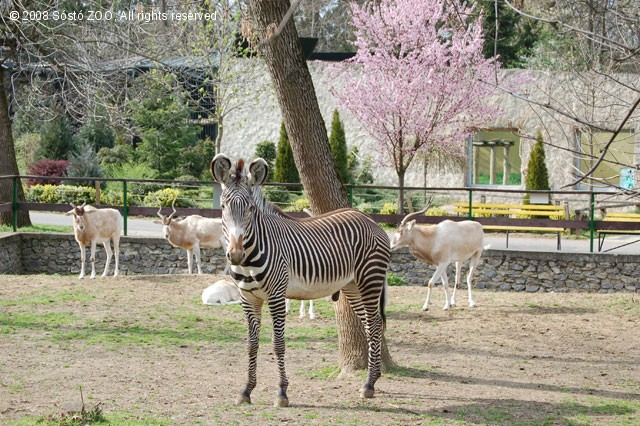 Már látható a szavanna kifutóban Füles, a grevy zebra! cikk kiemelő képe