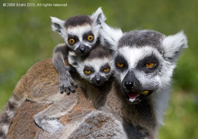 Katta bébik születtek a Nyíregyházi Állatparkban! cikk kiemelő képe