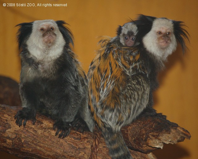 Hármasikrek a  Nyíregyházi Állatparkban! cikk kiemelő képe