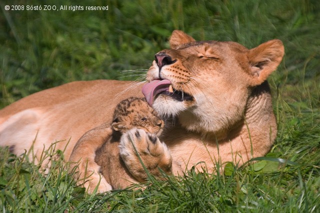 'Csak Anyu és én' cikk kiemelő képe