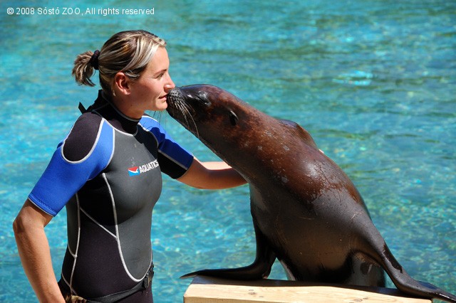 Egyre több trükköt tudnak bemutatni oroszlánfókáink! cikk kiemelő képe
