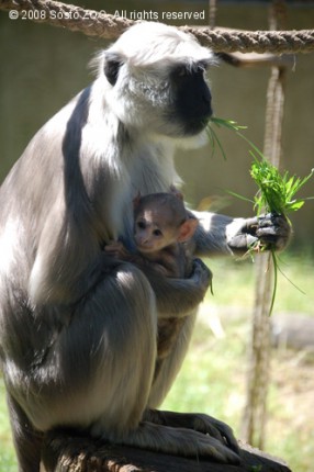 Hulmán bébi született! cikk kiemelő képe