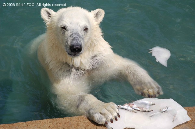 Fagyit a maciknak! cikk kiemelő képe