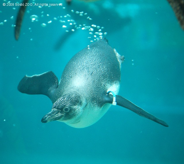 Már látható a  Nyíregyházi Állatpark idei pingvinszaporulata! cikk kiemelő képe