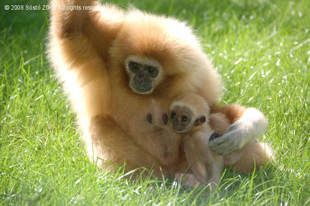 Gibbon bébi született a Nyíregyházi Állatparkban! cikk kiemelő képe