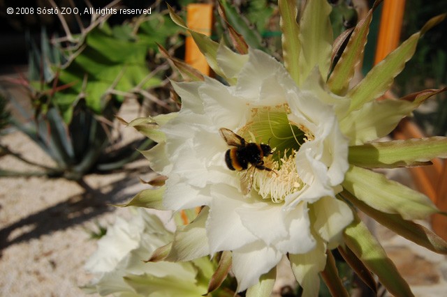8 órán át virágzó csoda! cikk kiemelő képe