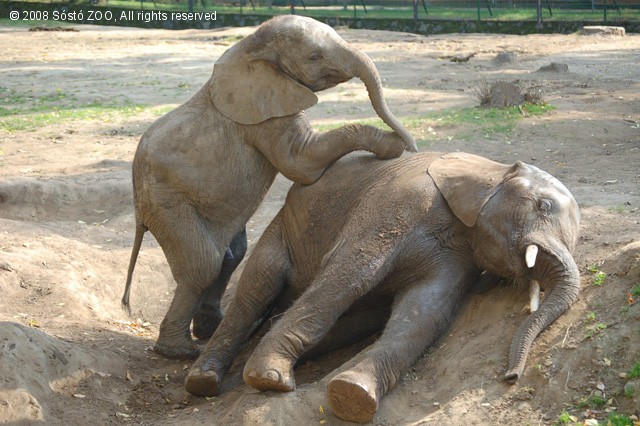 Szent a béke! cikk kiemelő képe