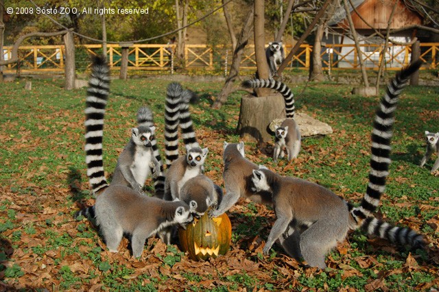 Halloween 2008 cikk kiemelő képe