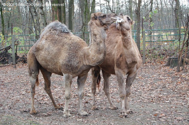 Teve szerelem! cikk kiemelő képe