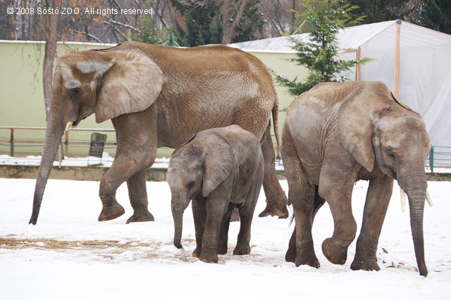 A téli hónapokban is maradandó élményt nyújt az Állatpark! cikk kiemelő képe