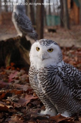 Hóbagoly tojók érkeztek Hollandiából cikk kiemelő képe