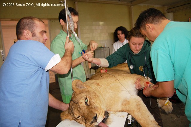 Az öreg oroszlánhölgy tejles orvosi kivizsgálása cikk kiemelő képe