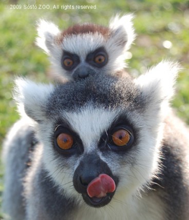 Gyűrűsfarkú makik születtek a Madagaszkár kifutóban! cikk kiemelő képe