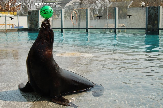 Újra indul a Fóka-móka! cikk kiemelő képe