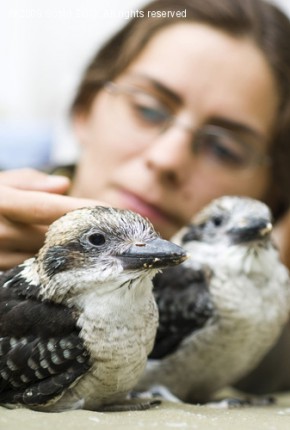 Először költöttek a kokaburák a Nyíregyházi Állatparkban! cikk kiemelő képe