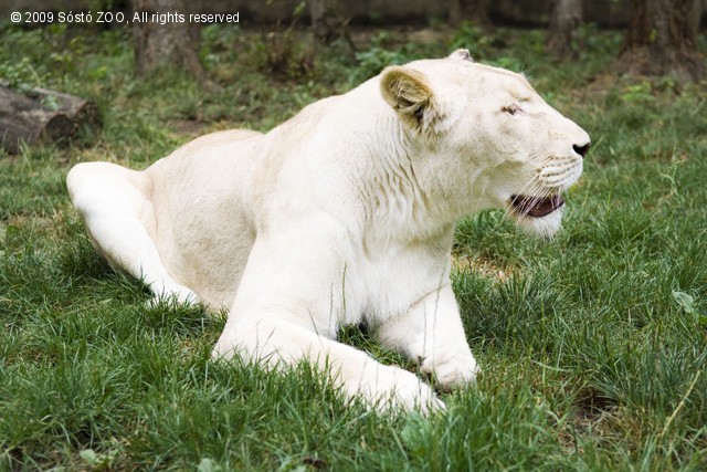 Fehér oroszlán érkezett a Nyíregyházi Állatparkba! cikk kiemelő képe