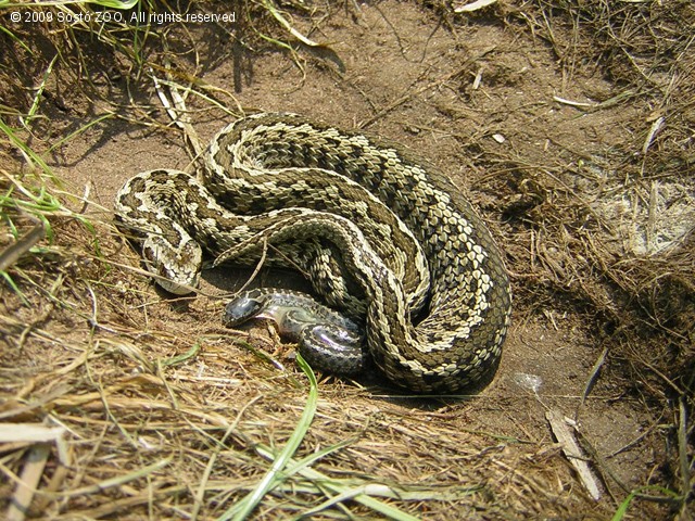 Október 11. a Rákosi vipera Napja cikk kiemelő képe
