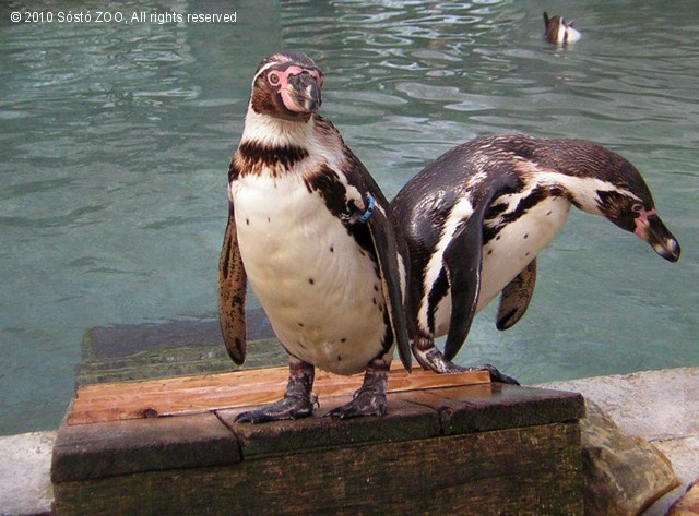 Mi bírjuk a hideget - Sarkvidéki gyorsjelentés Sóstóról - II. rész cikk kiemelő képe
