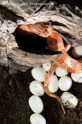 Tojásrakás siklómódra cikk kiemelő képe