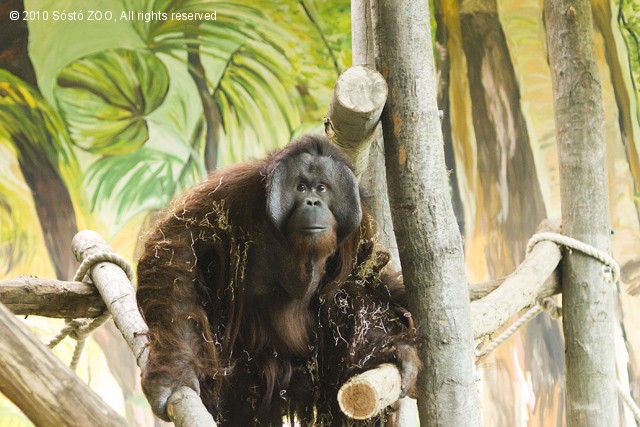 Megérkezett az orángután család a Nyíregyházi Állatparkba! cikk kiemelő képe
