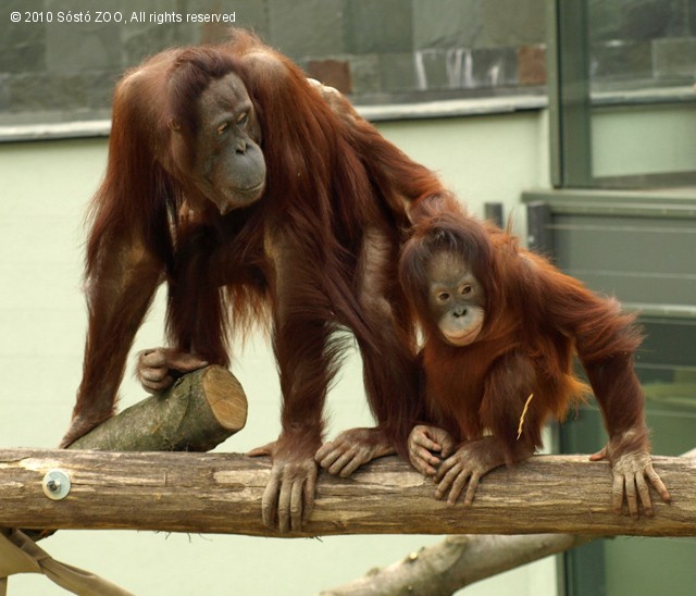 Majomparádé cikk kiemelő képe