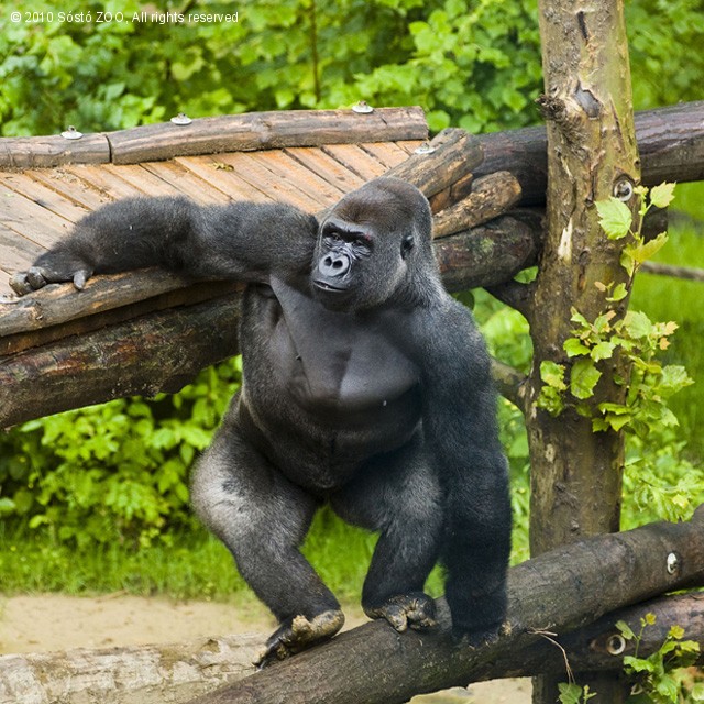 Howlettstól Sóstóig utaztak a gorillák cikk kiemelő képe