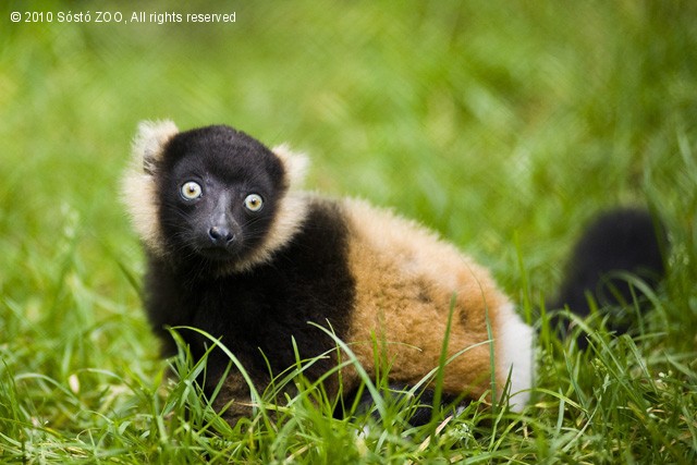 Bébi-bumm a Nyíregyházi Állatparkban! cikk kiemelő képe