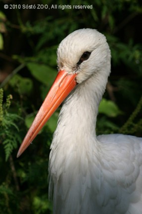 Gólyatábor cikk kiemelő képe