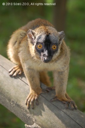 Gyemekáldás a sárgaszakállas makiknál! cikk kiemelő képe