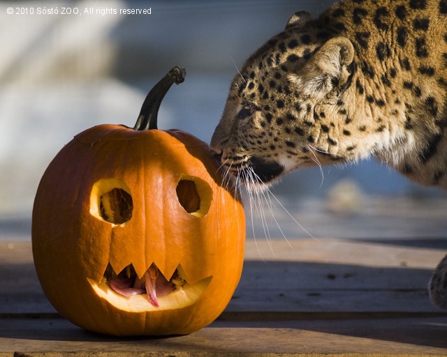 Mindenszentek cikk kiemelő képe