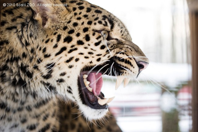 Kettő, azaz 'pár-duc' cikk kiemelő képe