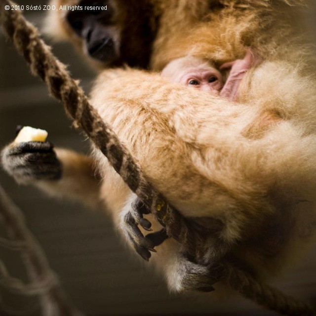 Fehérkezű gibbon született! cikk kiemelő képe