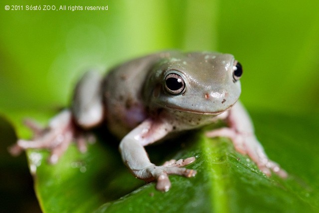 Új fajokkal bővült a paletta! cikk kiemelő képe