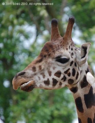 Reinhold zsiráf elköltözött cikk kiemelő képe