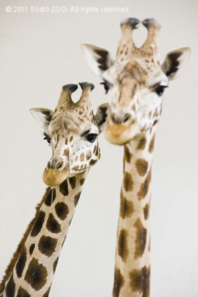 Új lakók a zsiráfházban cikk kiemelő képe