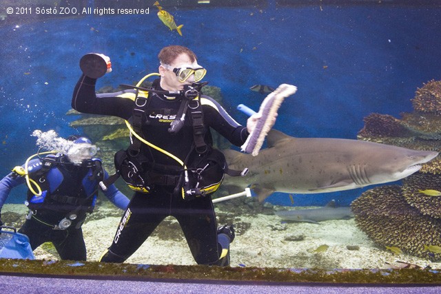 Ablaktisztítás cápával cikk kiemelő képe