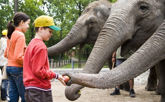 ZOO-suli 2011 cikk kiemelő képe