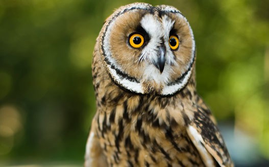 Madarak és fák napja a Nyíregyházi Állatparkban! cikk kiemelő képe