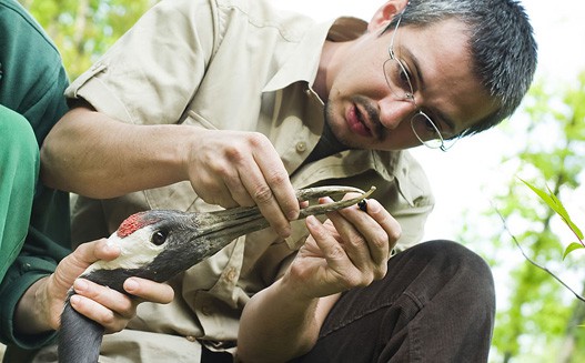 Csőr korrekció cikk kiemelő képe