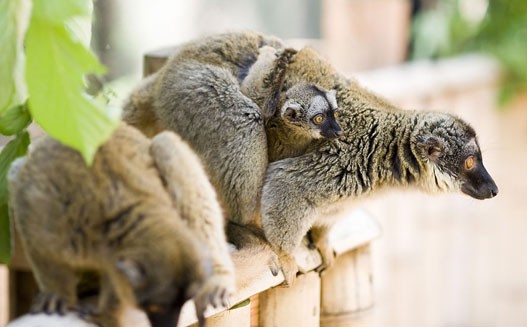 Ritka makik a Sóstó ZOO-ban cikk kiemelő képe