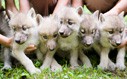 Kanadai fehér farkas kölykök születtek Állatparkunkban! cikk kiemelő képe