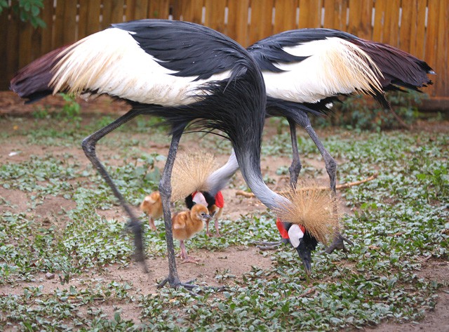 Három fiókával gyarapodott a szürkenyakú koronásdarvak családja! cikk kiemelő képe