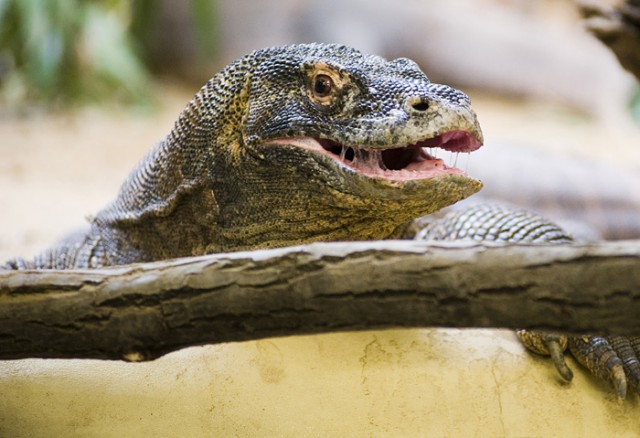 Sárkány etetés a Sóstó Zoo-ban! cikk kiemelő képe