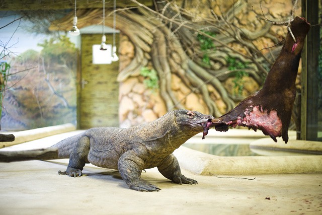 Sárkány edzés a Nyíregyházi Állatparkban! cikk kiemelő képe